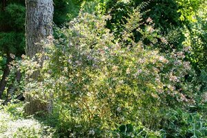 Abelia Edward Goucher - afbeelding 3