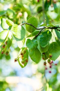 Amelanchier lamarckii - afbeelding 2