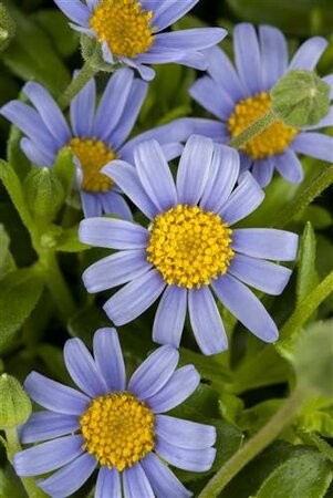 Blauwe margriet 'Felicitara Blue' - afbeelding 1