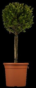 Buxus microphylla "Buksboom - afbeelding 3