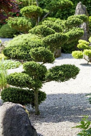 Buxus microphylla "Buksboom - afbeelding 1