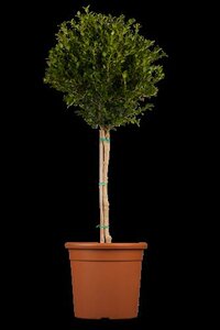 Buxus microphylla "Buksboom - afbeelding 4