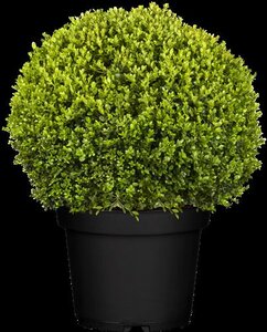 Buxus microphylla "Buksboom - afbeelding 5
