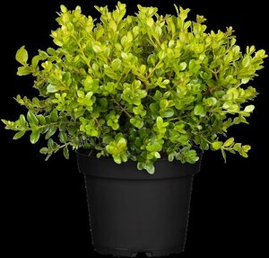 Buxus microphylla "Buksboom - afbeelding 2