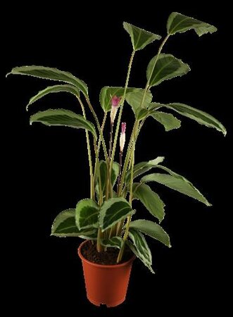 Calathea Calathea - afbeelding 1