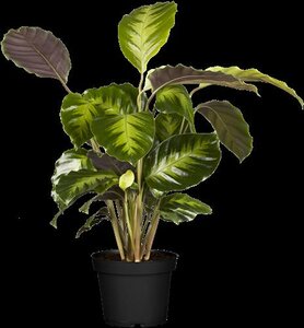 Calathea Calathea - afbeelding 4