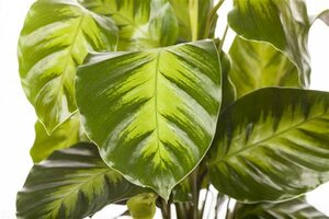 Calathea Calathea - afbeelding 5