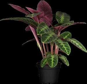 Calathea Calathea - afbeelding 2