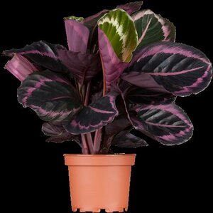 Calathea Calathea - afbeelding 3