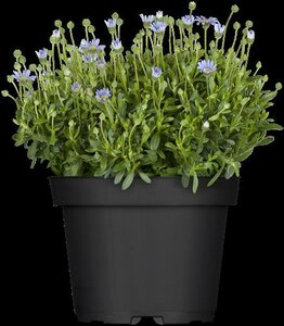 Felicia amelloides 'Felicitara Blue' -  "Blauwe margriet - afbeelding 2