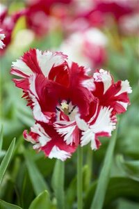 Tulipa 'Red Sparks' "Tulipa 'Red Sparks'